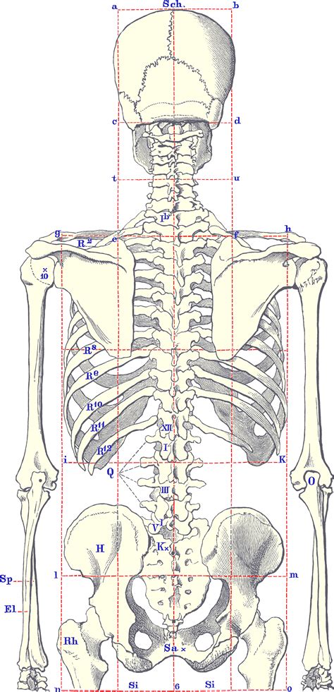 This process continues until the end of puberty, when the growth. File:SkeletonBodyBack.gif - Wikimedia Commons