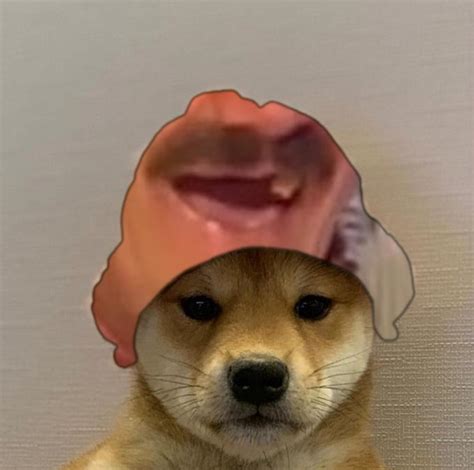 The Best 8 Pfp Beanie Dog With Hat Meme Drawareinterestjibril