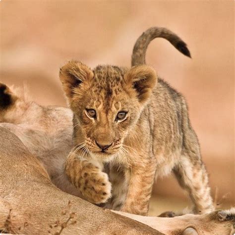 Little Lion Cubs Are So Darn Cute ️ Scary Animals Baby Animals