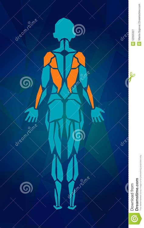 Polygonal Anatomy Of Female Muscular System Stock Vector Image 52055327