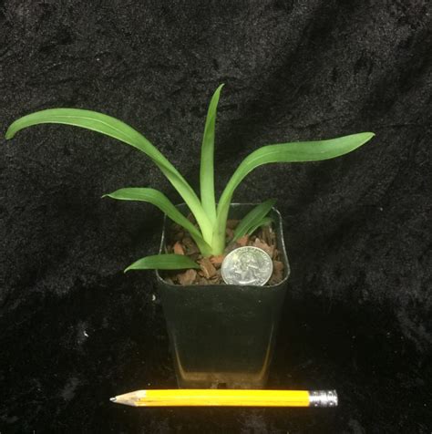 Flowers are delivered arranged and wrapped in a gift box. Miltoniopsis Redmond Easy to Grow, Deep Red Flowers, Pansy ...