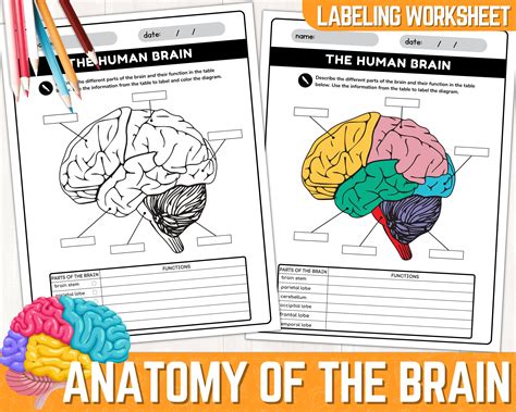 Human Brain Parts Labeling Worksheet Anatomy Of The Brain Parts Of The