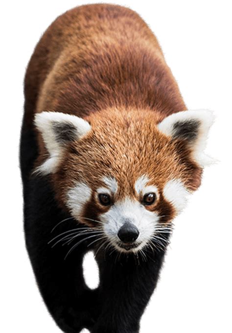 Download, share or upload your own one! red-panda-side-image | National Zoo & Aquarium