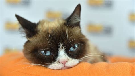 grumpy cat dead internet sensation was 7