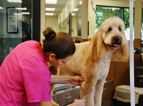 We did not find results for: Pet Grooming - Applewood Pet Resort