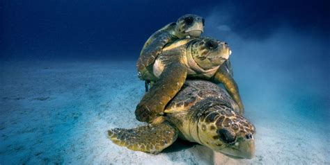 Breathtaking Underwater Photos Capture Exotic Marine Life