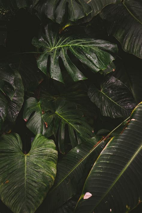 Monstera Wallpapers Top Free Monstera Backgrounds Wallpaperaccess