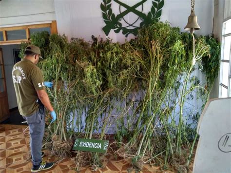 Decomisan 60 Plantas Encuentran Cultivo Y Cosecha De Marihuana En Un
