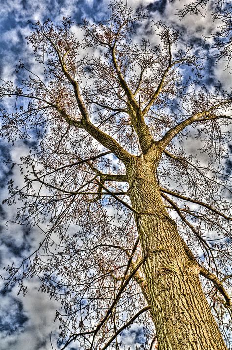 Peaceful Tree Photograph By David Pyatt Fine Art America