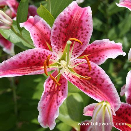 Stargazer lily, star gazer lily. Stargazer Lily Jumbo Pack | Tulip World | 27139
