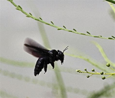 Big Black Bee Xylocopa Griswoldi Bugguidenet