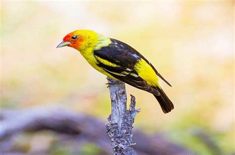 4 Vibrant Tanager Species To Know Birds And Blooms