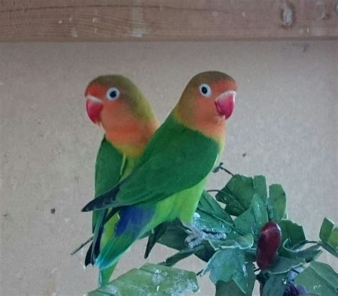 $75 ea sell out fast so if you are intere. Lovebirds | African lovebirds, Birds