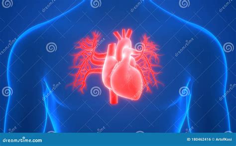 Human Internal Organs Heart With Circulatory System Anatomy X Ray 3d