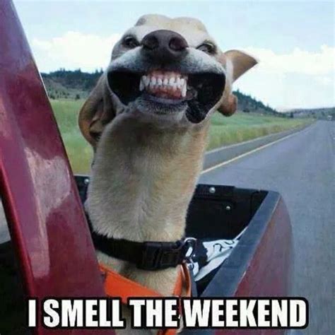 I Smell The Weekend Funny Friday Memes Weekend Humor Friday Dog
