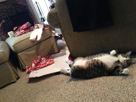 22 Cats Who Messes Up But In The Cutest And Funniest Ways