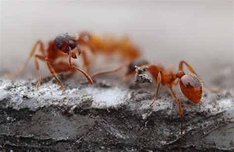 Israeli Environmental Insect Experts Battle Invasive Fire Ants The