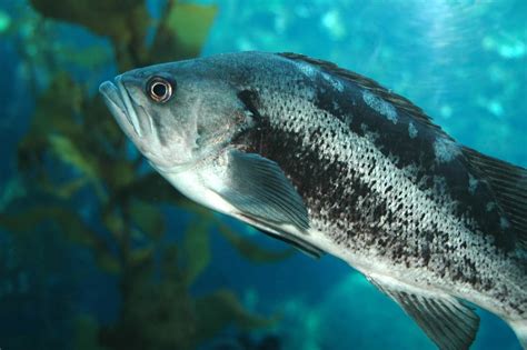 A Guide To The Different Types Of Sea Bass American Oceans