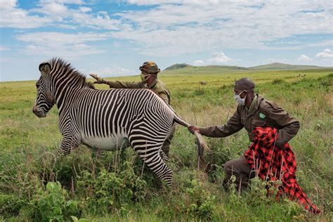 ケニアの自然保護と暮らし 持続可能な未来は ナショナル ジオグラフィック日本版サイト
