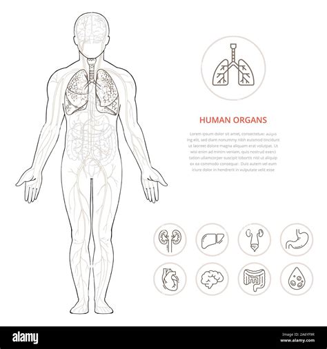 Human Body Anatomy Infographic Of The Structure Of Human Organs Stock