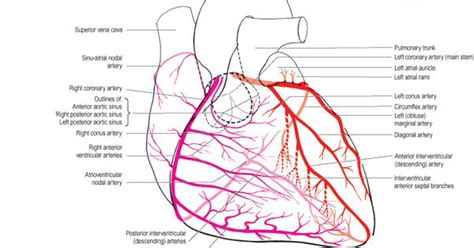 Printiable mape of arteries and viens. Heart Coronary Artery System Diagram | Coronary Anatomy ...