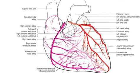 They're part of a transportation system that moves blood around. Heart Coronary Artery System Diagram | Coronary Anatomy ...