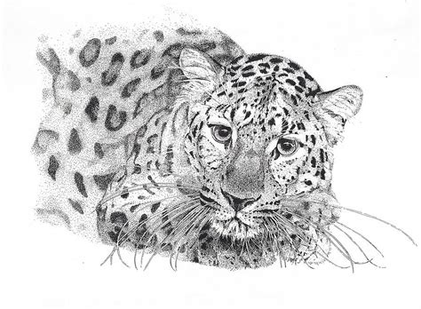 Amur Leopard Drawing By Riina Maido Fine Art America