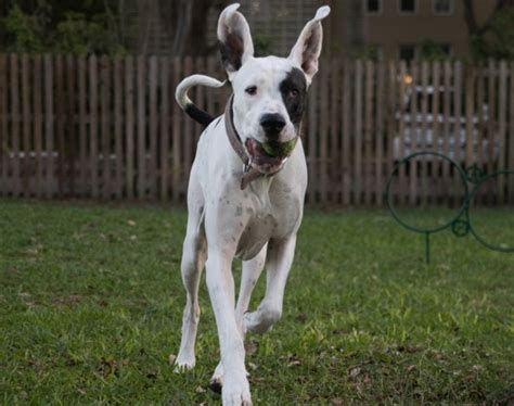 Great Dane Pit Bull Mix Great Danebull Pictures Info Care And Traits
