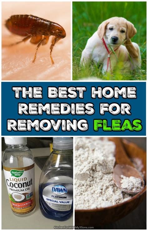 Best Home Remedies For Removing Fleas Kitchen Fun With My 3 Sons
