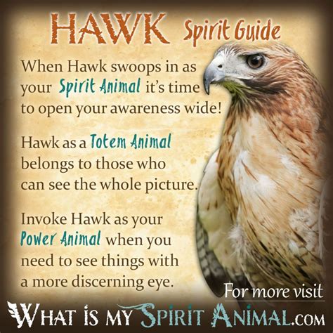 Hawk Symbolism And Meaning Spirit Animal Totem Animal