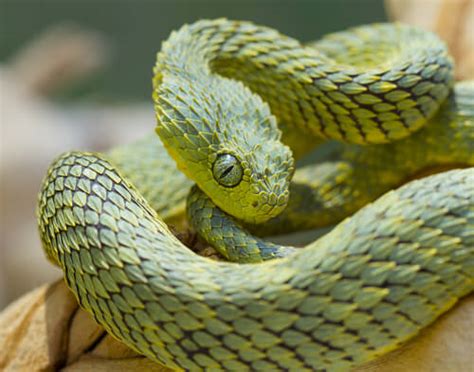 Nacen en el agua y respiran por la piel. Las 6 serpientes más coloridas — Mis animales