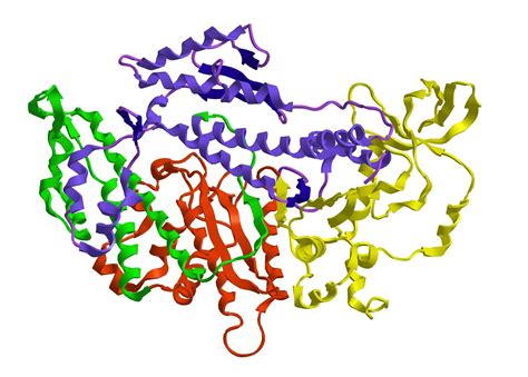 Protein Range In Human Body Bt Accountants