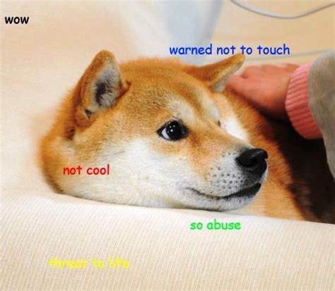 Best 25 Doge Meme Ideas On Pinterest Doge Funny Doge And Doge Much Wow