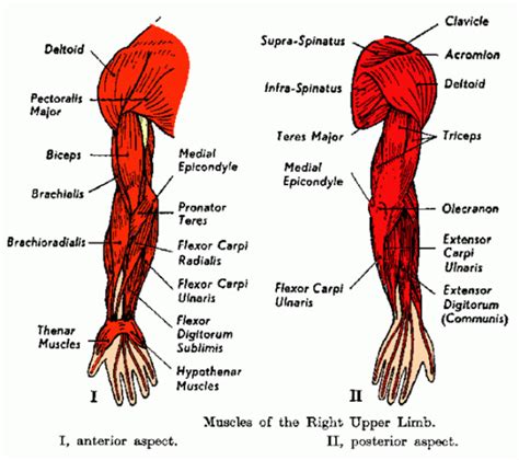 All Arm Muscles Names Photo Of Arm Muscle Model With Outlined And
