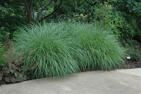 Online ordering and plant information from emerald coast growers, serving the horticultural production location: Little Kitten Dwarf Maiden Grass (Miscanthus sinensis ...