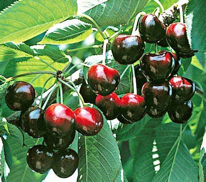Big, dark red, deliciously sweet. Cherry Compact Stella | Topfgarten, Garten