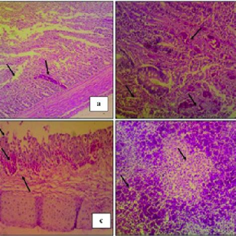 Lesions In Infected Chickens Showing A Catarrhal Tracheitis B