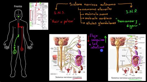 Sistema Nervioso Autónomo Khan Academy En Español Youtube