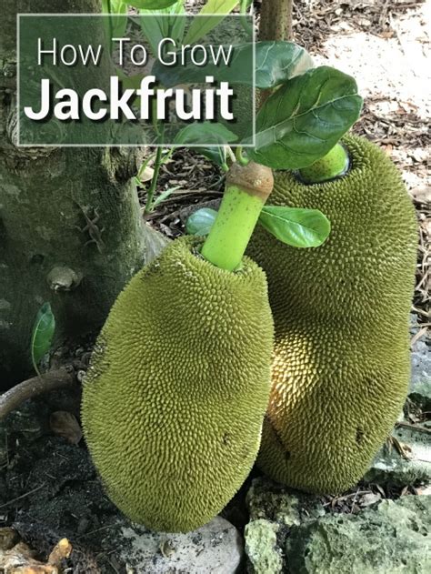 How To Grow Jackfruit