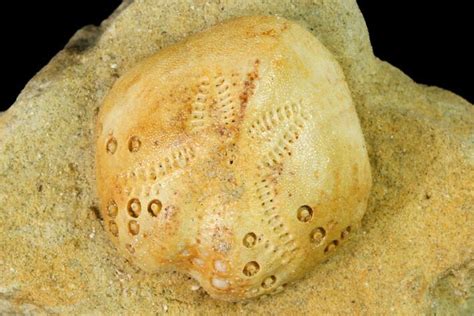 87 Sea Urchin Lovenia Fossil On Sandstone Beaumaris Australia 144374 For Sale