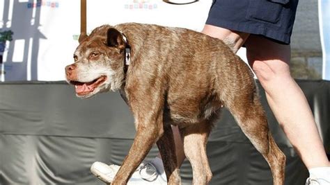 Strange Ugly Humpback Dog Won The Championship Of The Worlds Ugliest