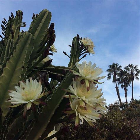 Peruvian Apple Cactus A Quick Primer Properly Rooted