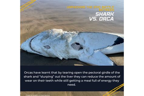 Shark Vs Orcacar 14 Save Our Seas Foundation