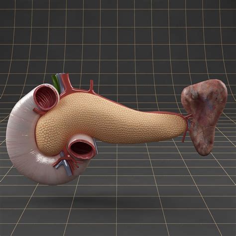 Anatomy Pancreas Duodenum Spleen 3d Model Pancreas 3d Model 3d