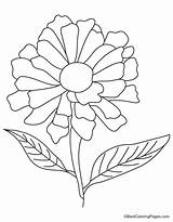 Coloring Zinnia Flower Yellow Drawing Getcolorings Colouring Printable Getdrawings sketch template