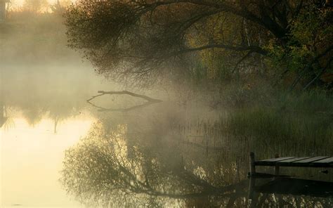 942545 Animals Duck Lake Clouds Mist Reeds Nature Rare Gallery