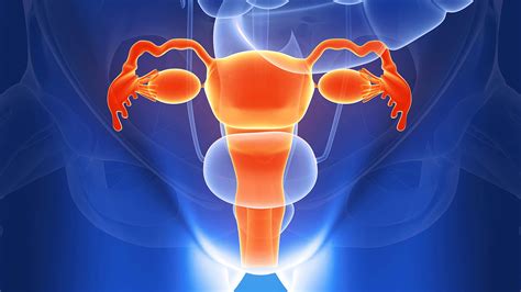 Anatomy Of The Female Reproductive System