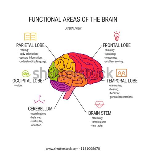 Functional Areas Brain Vector Illustration Stock Vector Royalty Free