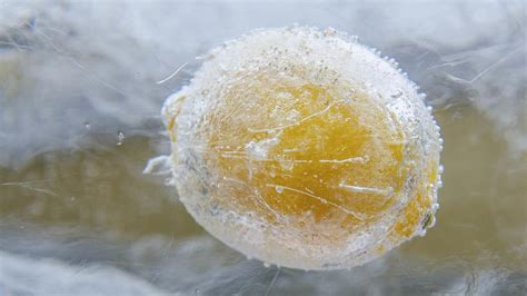 Découvrez pourquoi vous devriez congeler vos citrons Astuce Maison