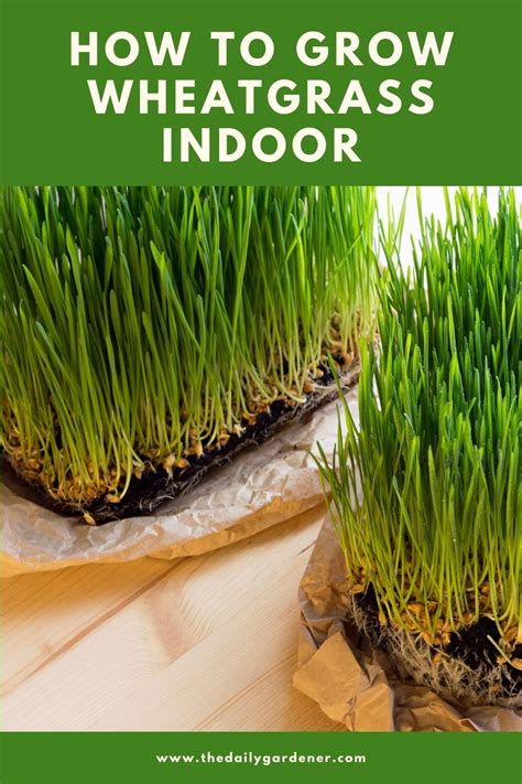 How To Grow Wheatgrass Indoor